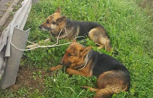 El peligro de no contrastar nada. Si huele a ‘flame’ posiblemente lo sea.